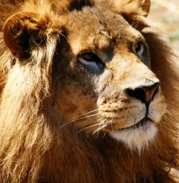 体育创作者头像